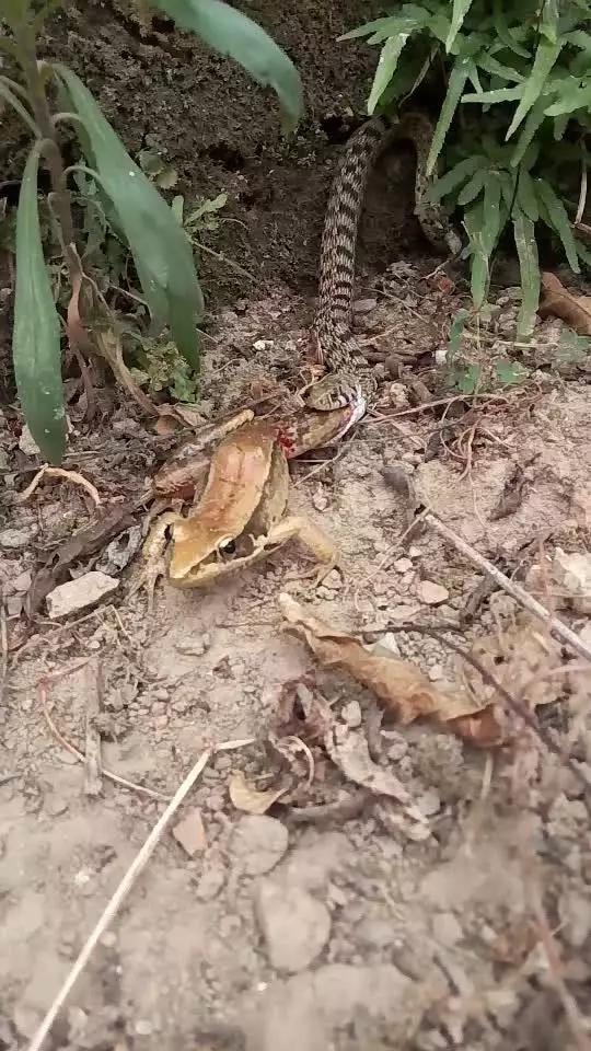 国产传谋 国产传谋国产设备爱好者