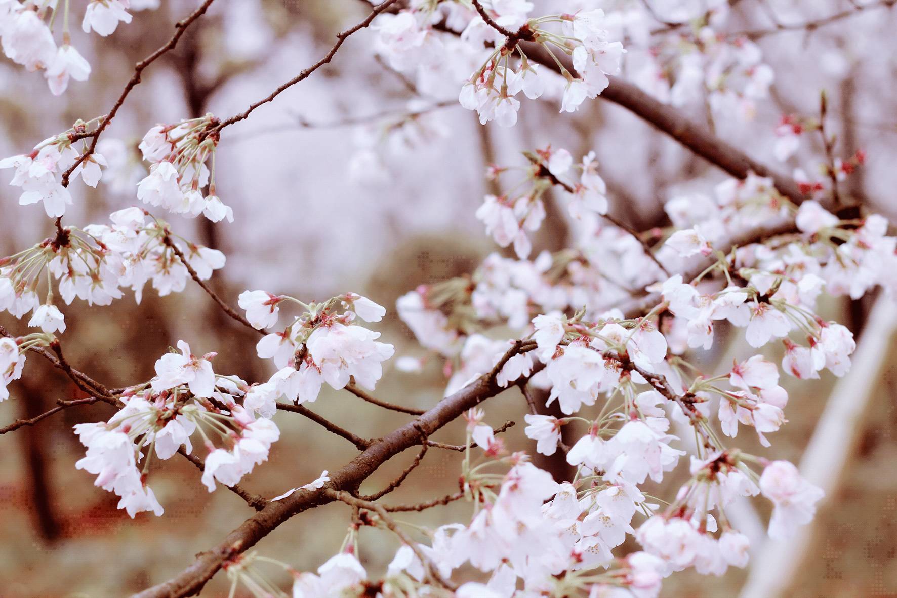 电视剧综艺4k Disney+等平台有顶级4K HDR效果