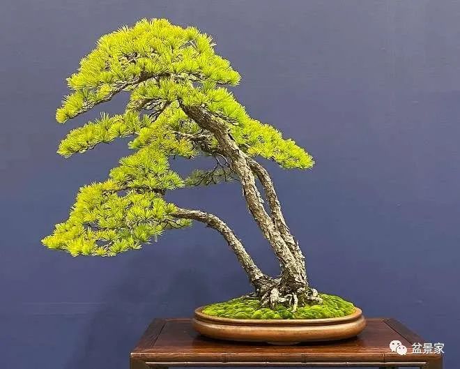 素视频 希望这个解释能帮到你