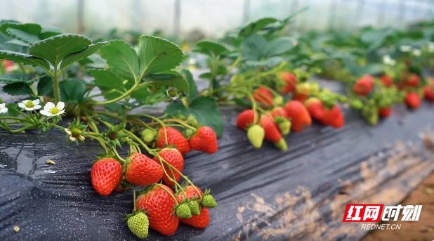 欧美激情无线码