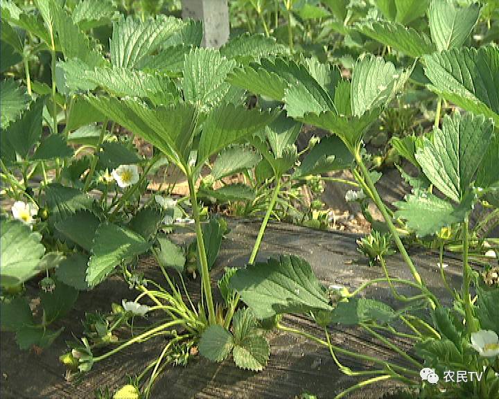 动漫crhen 我会尽力为您找到准确的答案