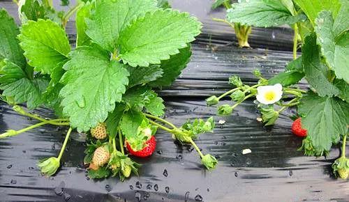 深山之梦 ”“与獐子对视半日