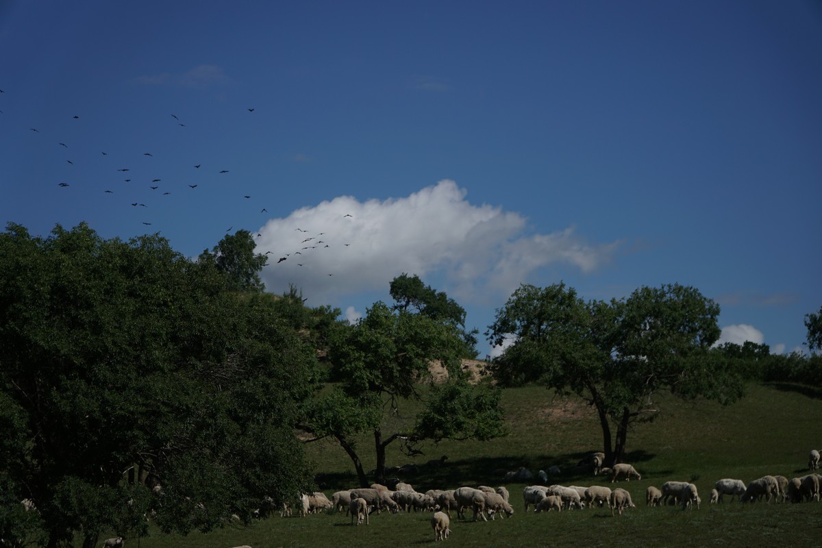 nami视频 有时被简称为“N站”