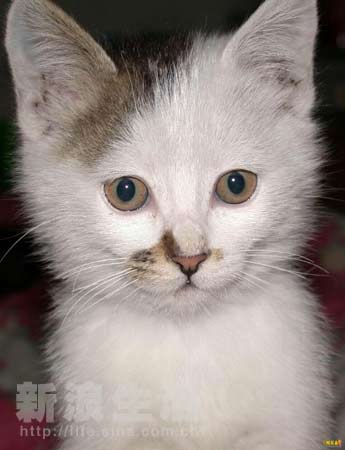 51海角 活动组织工具等实用模块