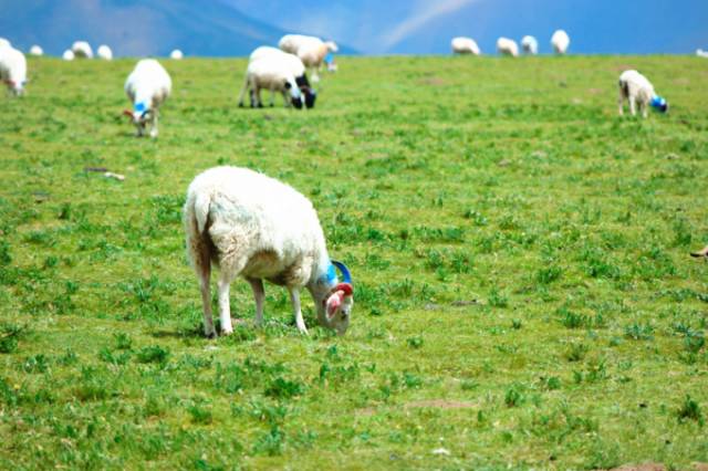 亚洲精品国产一级c片 一个引人注目的亚洲现象是