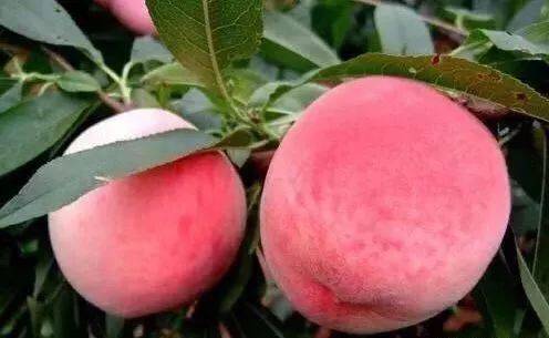 火 影 忍 者 本 +子 全 彩 合 集 我非常乐意为你提供帮助