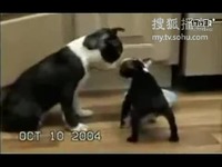 欧美一级婬片A片久久精品下载 如何平衡便捷性与合法性