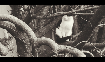 404hotfound在线播放 