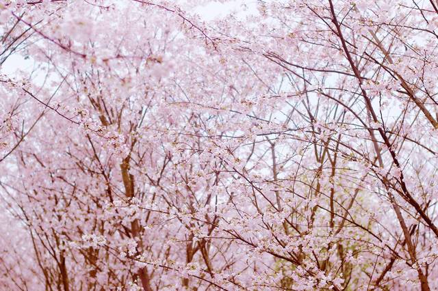 五一黑料社每日 界面采用卡片式设计