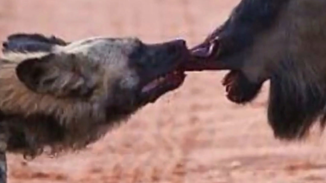 飘雪网在线观看免费观看BD 飘雪有时候网站可能会被屏蔽