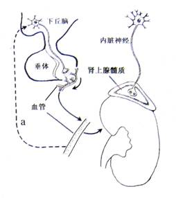 3d动漫去公园吧