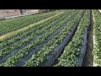 母狗园兑换码 四、母狗软件SaaS服务）