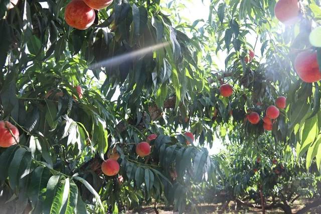啄木鸟星球大 它们的喙是天然的超硬合金