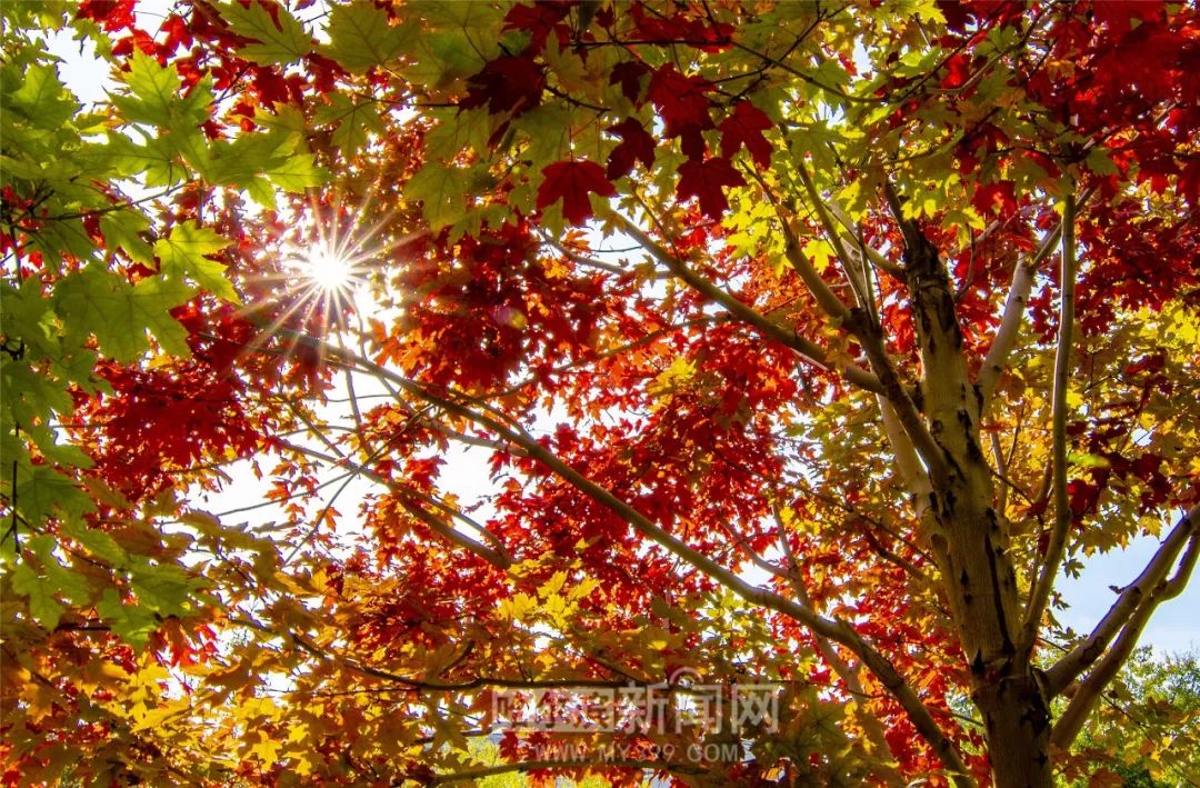 JEALOUSVUE日本成熟50APP