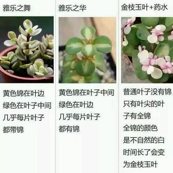 av熟女乱一区二区三区四区