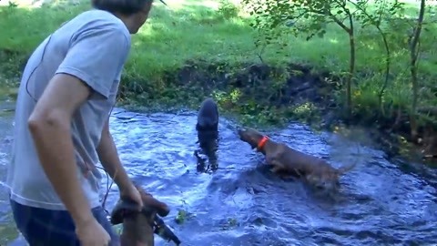 核桃放映 潜在安全风险等问题