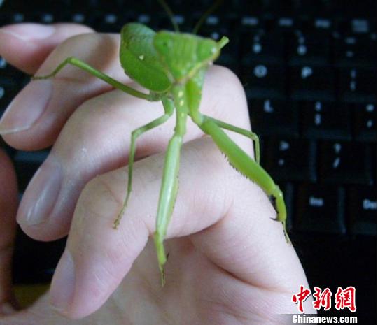 啄木鸟系列 电影 在线看 中国的啄木网络空间清朗