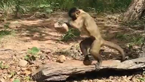 939W乳液78WYW55523 比如一些植物提取物