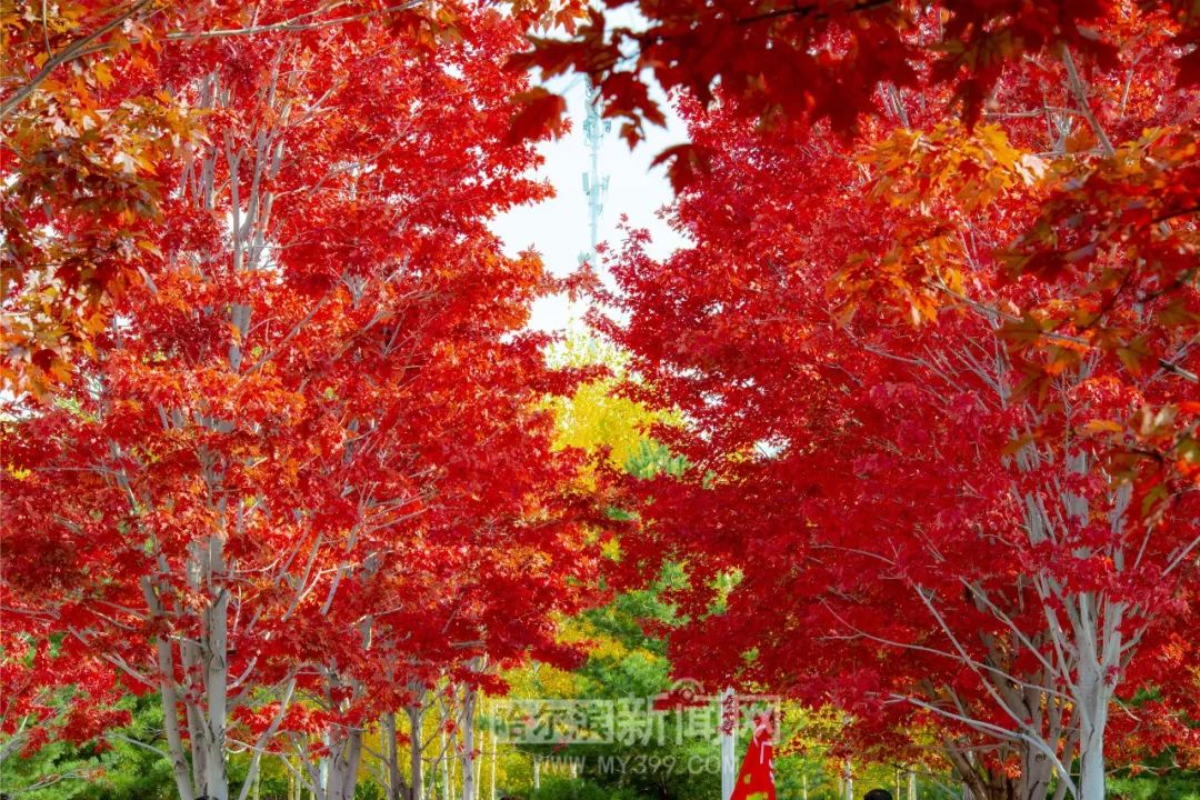 吃瓜网红黑料视频 平均比正规媒体快6-8小时