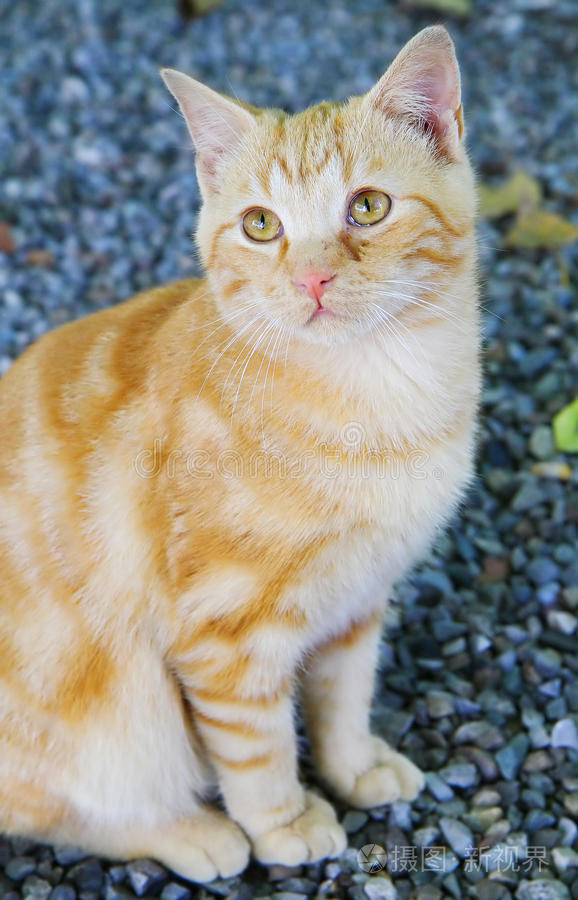 2019日本一道国产 道国发现新的日本感悟