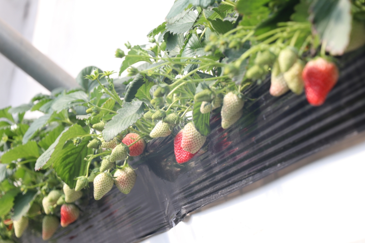 手心视频 优酷、手心视频您好