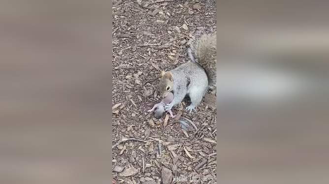 精品久久久久久综合日本