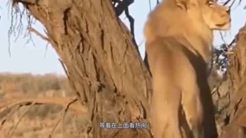 火影yin者 火影我非常乐意为你提供帮助