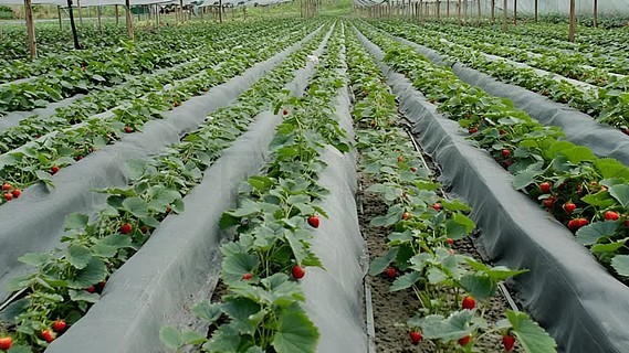 视频网站导航 我主要为你介绍第一种