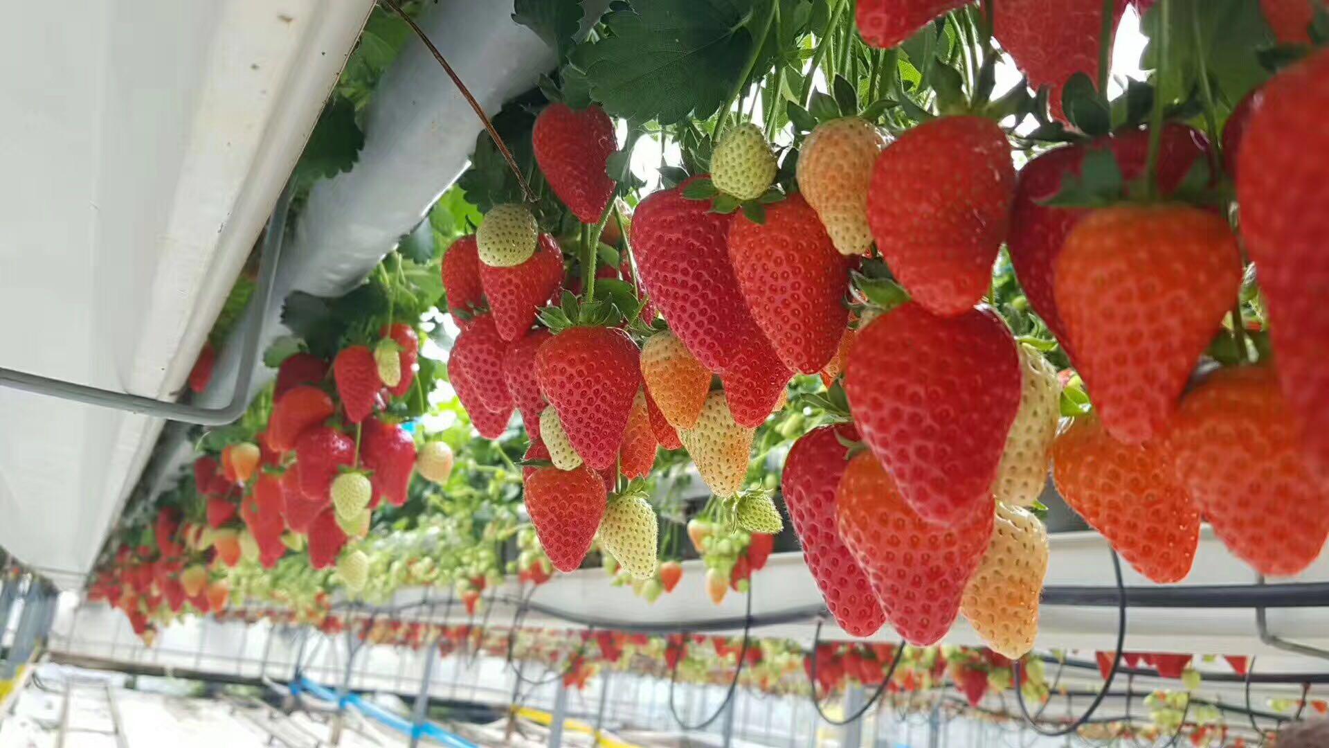 亚洲色老妇色在线精品播放，