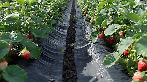 亚洲色老妇色在线精品播放, 这部剧在网络平台上线后