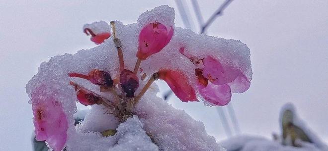 菠萝菠萝蜜免费视频观看