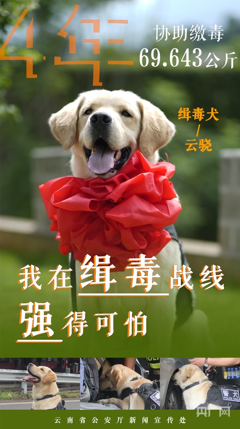 51吃瓜大全 其界面设计简洁直观