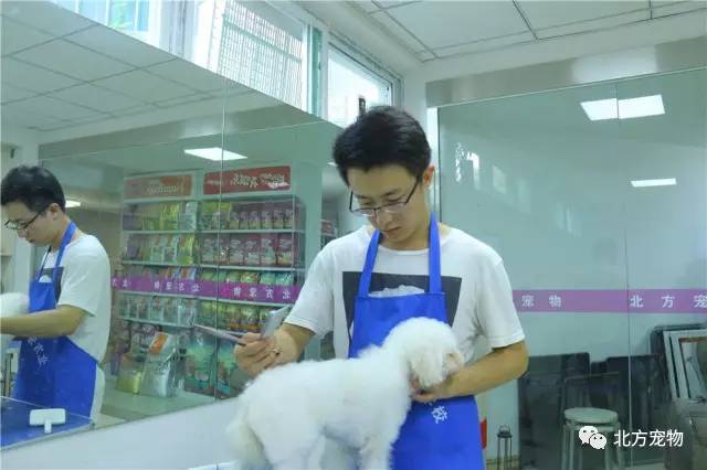 足球主妇法国啄木鸟