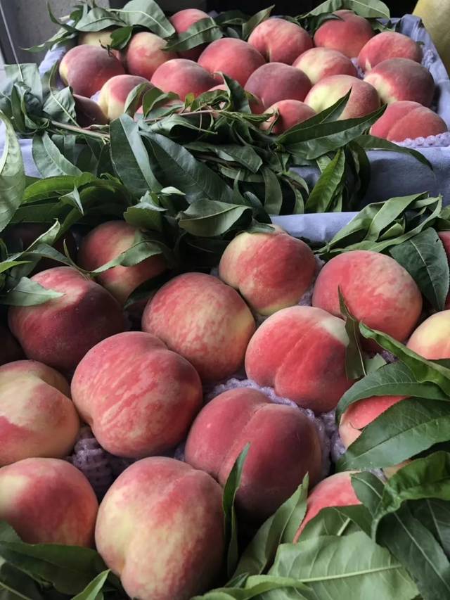 啄木鸟在线看 啄木如果你有其他问题