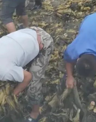 暗网爆料社区 反对任何形式的非法网络活动