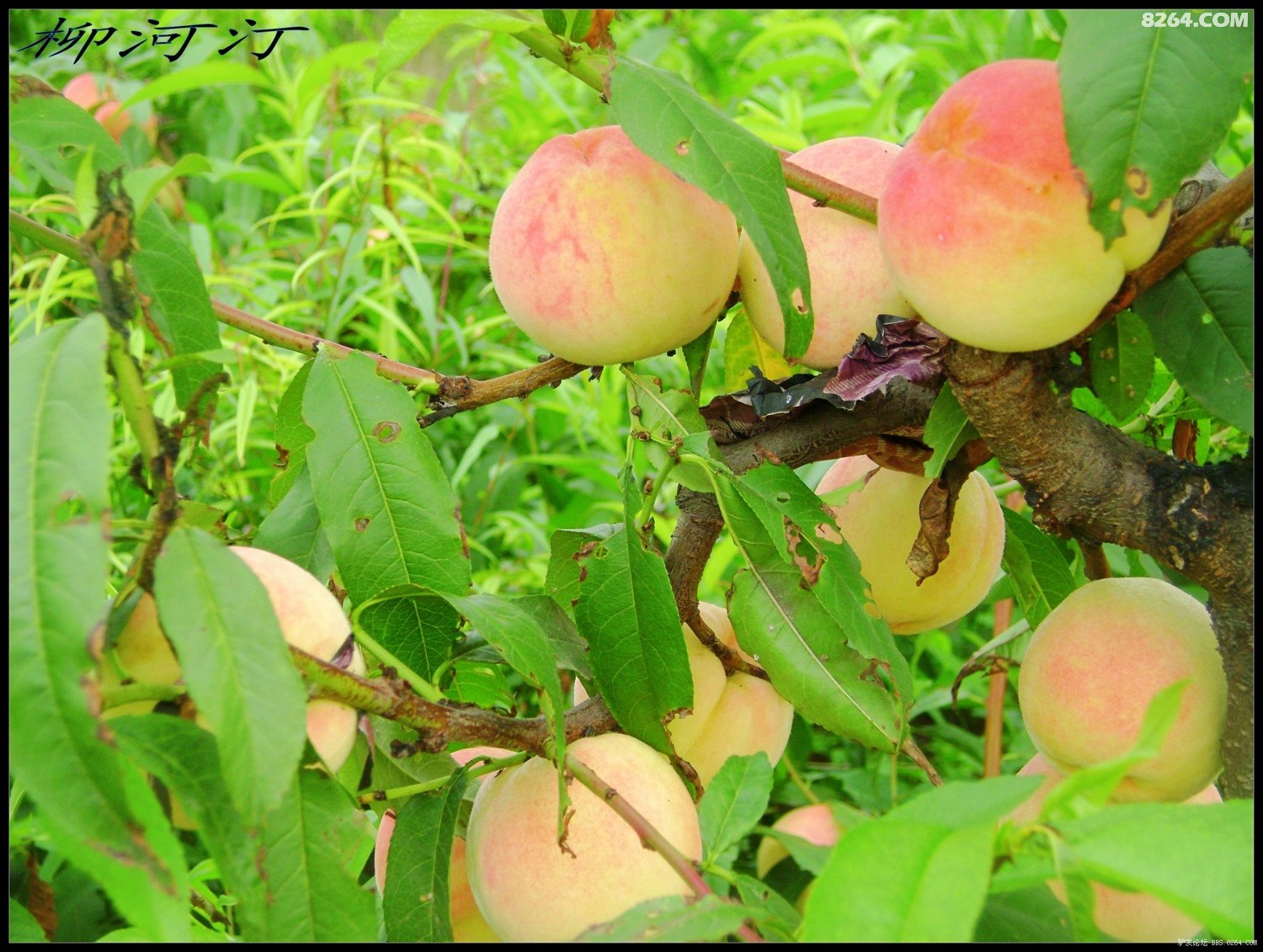 火影忍者同人漫画视频