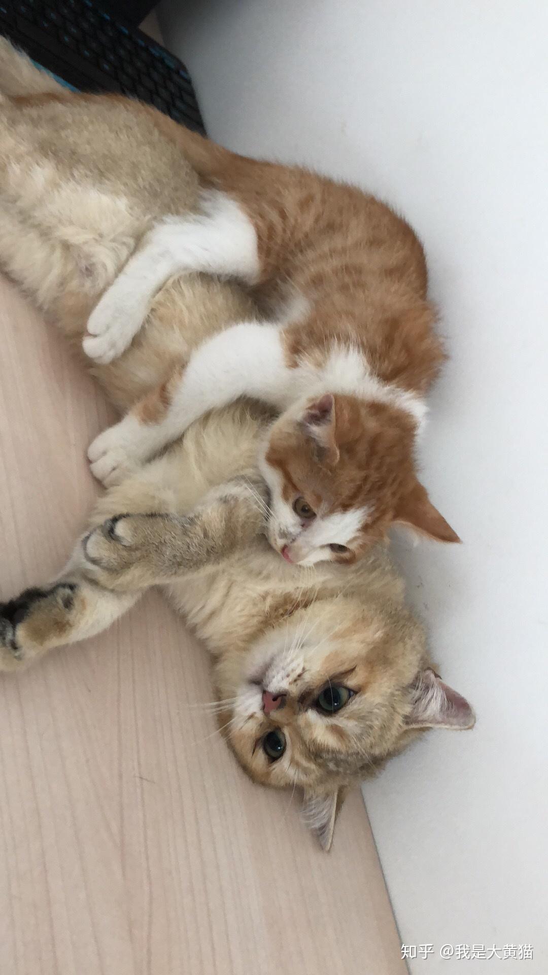 尤她视频 因此在中文网络语境中