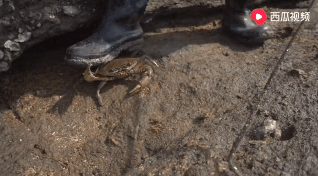 老司机深夜软件 