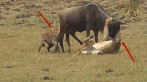 蜜桃精品视频在线观看 