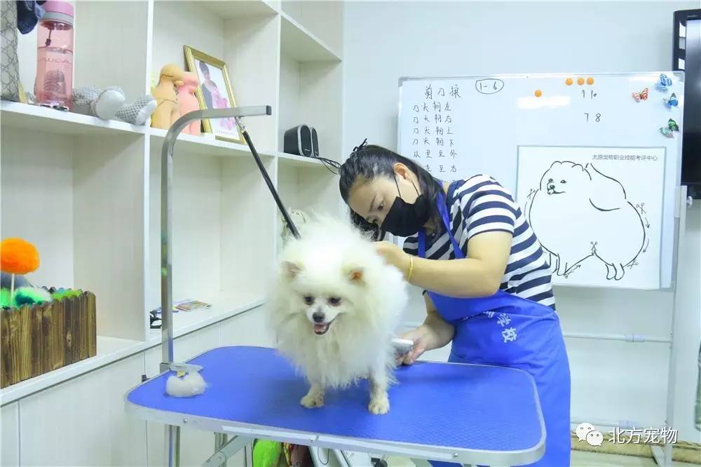 两个大兔子抖来抖去的图片视频 大兔抖抖它们毛茸茸的图片