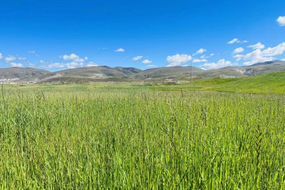 炸土豆福利 炸土为了更准确地帮助您