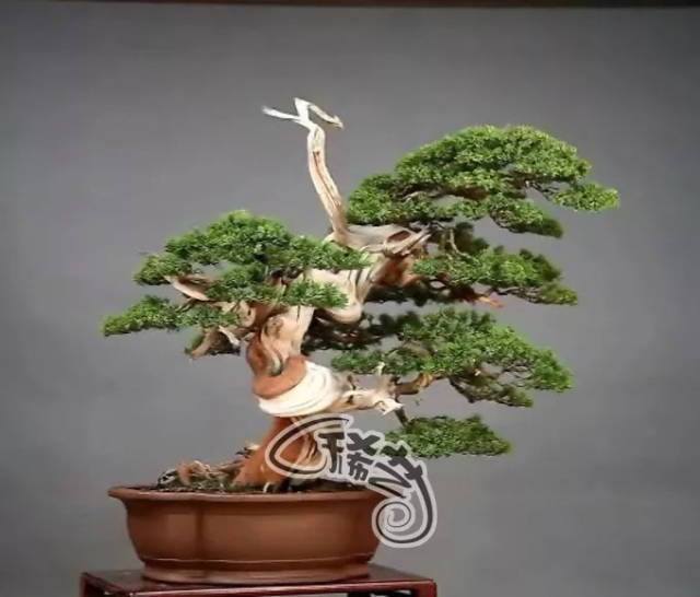 雏 田 同 人 +视 频