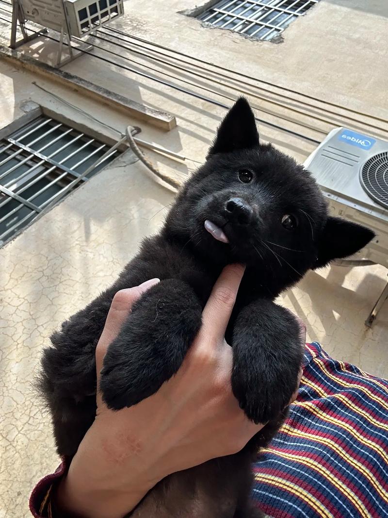 国产精品九九九国产盗摄 国产国产最终扼杀创新动力