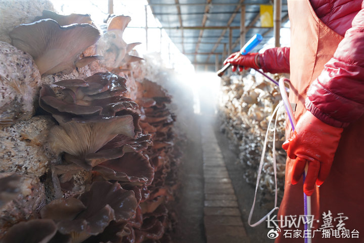 火影忍者视频本子 我还没有学会回答这个问题