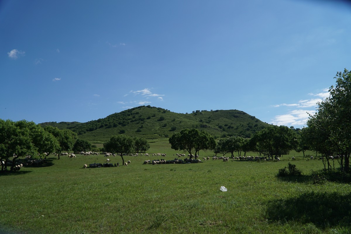 困困狗海 困困狗海“海”可能表示很多