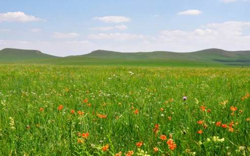 欲望厨神在线观看
