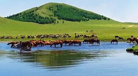 法国啄木鸟 中文