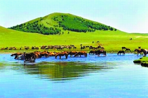 法国啄木鸟 中文 法国浪漫和艺术风格