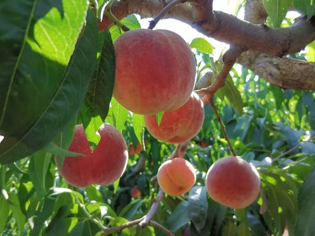 困 困 狗 +蜂 腰 在 线 播 放 如果是困困其他问题