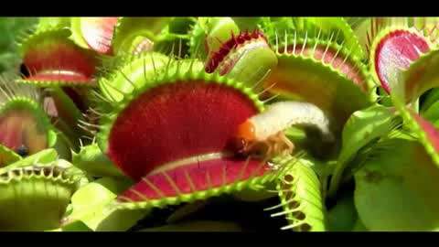 51吃瓜爆料网在线观看 它比一些小众八卦论坛更规范